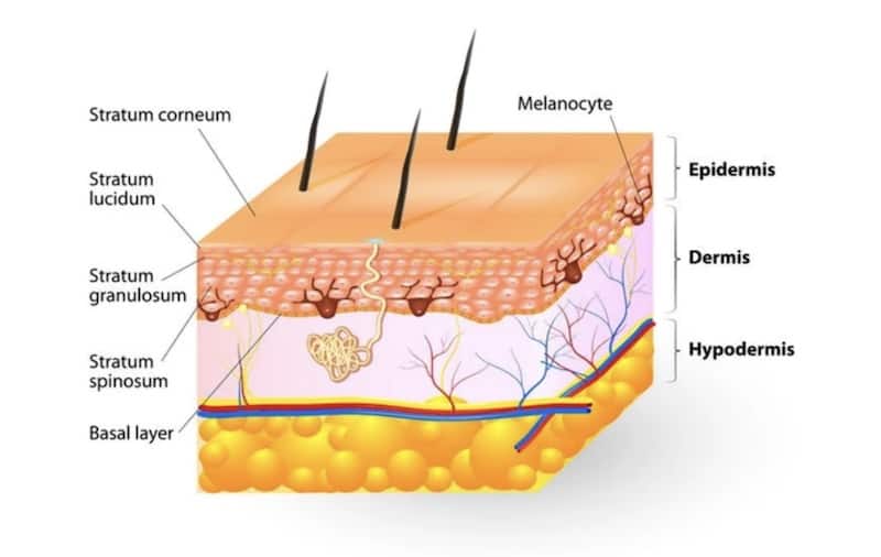 How Do Moisturizers Work - My Shopping Station